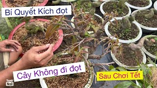 Cây không đi đọt..sau chơi Tết..cách xử lý…vtnn vũ 0939 191715….