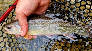 Pastravi surpriza intr-un mic parau de munte in August 2023 [Wild Trout Fishing]