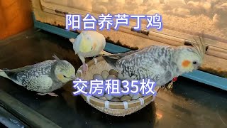 芦丁鸡：阳台上养的芦丁鸡交房租35枚，铲屎官给小鸡们打扫卫生换垫料😄