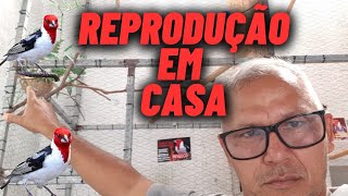 Como Reproduzir Galo de Campina em casa 🏠