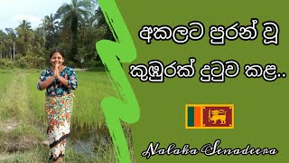 අකලට පුරන් වූ කුඹුරක් දුටුව කළ...