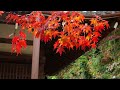 善峯寺の紅葉　autumn leaves of yoshiminedera temple