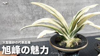 【大型羅紗】旭峰の魅力を再認識しよう #万年青