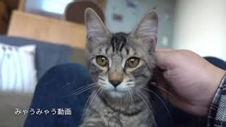 駒猫 ジゲン3回めの卒業は8月19日(土)身体のサイズは変わったけれど、あまえっ子は変わらないようです。