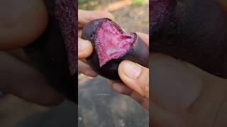 หมากน้ำนม Applestar #fruit #shortvideo #starapple #shorts #หมากหยางต้น #ผลไม้ #ยายเยาว์หิ่งห้อย