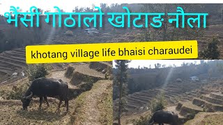 भैंसी गोठालो खोटाङ नौला bhaisi gothalo Khotang naula village life