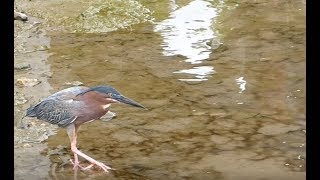 Antigua Wildlife - Holiday March 2019