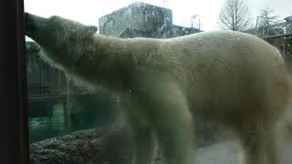 ポロロ（とくしま動物園）１５３９　ガラスが気になるなぁ