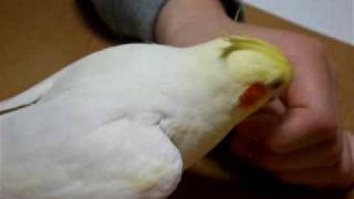 ごきげんに口笛をふくオカメインコ玉