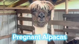 Meet The Pregnant Alpacas!