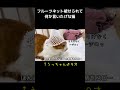 フルーツネット被せられて何か言いたげな猫 ねこ 保護猫 猫カフェ cats