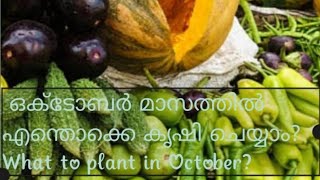 ഒക്ടോബർ മാസത്തിൽ എന്തൊക്കെ കൃഷി ചെയ്യാം? / What to plant in October?