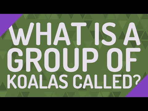 What’s a group of koalas called?