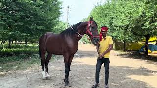 अकलूज घोडा मंडी का सबसे शांत कुमेत घोडा 😍 AKLUJ Horse Market 2024