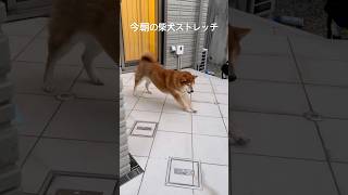 今朝の柴犬ストレッチ　#shiba #ストレッチ #面白い犬 #dog #stretch #yoga #shibadog #しばいぬ #柴犬#ヨガ #short