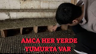 Büyük Kümeste Bir Sürü Yumurta Var ( Amca Bütün Foluklar Dolu )