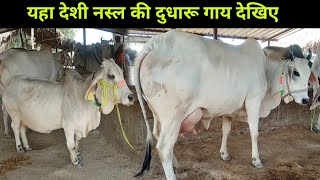 देसी नस्ल की दुधारू गाय देखिए चौसा मंडी में | Chausa Cow Mandi Bihar | Cow market 2021 #Desicow