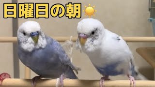 先住インコと保護インコ【2人🐥🐥からのブーイングの嵐💦】