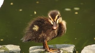 落ちる様子に ほっこり。カルガモ \