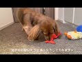 【ミニチュアダックスフンド】猫の動くおもちゃで遊んでみた【愛犬】daako vlog 31