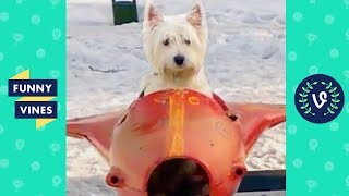 TRY NOT TO LAUGH - Cute Funny ANIMALS | Funny Videos December 2018