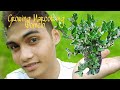 GROWING MARCOT POMELO | MARCOTTING POMELO