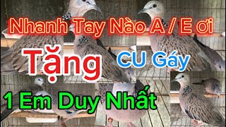 Tặng Cu Gáy Malaysia Cho A / E Chỉ 1 Con Duy Nhất Nhanh Tay Nào A/E Ơi