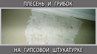 Гипсовая штукатурка что делать чтобы не появился грибок. Профилактика от плесени