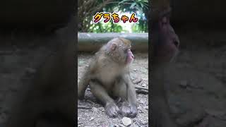 【遡ってシリーズ】双子ちゃんモドキ　グラちゃん　最後に赤ちゃん時代の写真あり　#shorts #baby #monkey