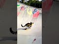 Skatepark Adventures: The Coolest Cat on Four Paws!