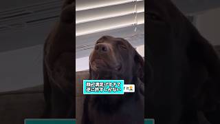 犬さんの動画見て笑ったら寝ろwwww