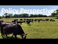 Policy Perspectives