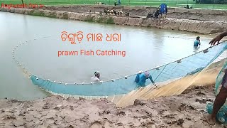 Net fishing prawn Fish Catching Village.Sartha Baleshwar odisha  india Fish