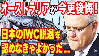 【海外の反応】「日本にIWC脱退をさせなきゃよかった…」オーストラリアが今更大後悔！→日本無き後、「反捕鯨主義」のオーストラリアを襲った悲劇に世界が驚愕！【侍の心JAPAN】