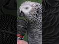 Top Ten Smartest Animals #youtubeshort #smartestanimals #parrot