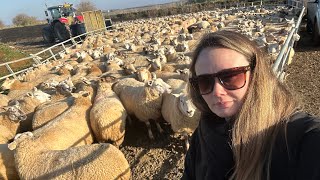 Learning how to move sheep call me Bo Peep! 🐑🐑Farmers wife blog