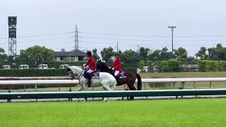 中京競馬場🐎誘導馬。。。アラビアンドラゴンさん