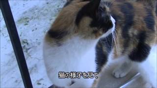 5ヶ月振りに犬に会いに来た猫（感動です！ 忘れないのね）Amazing Cat and Dog Friendship  A heart Touching Story