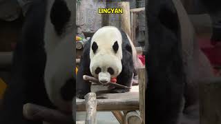 看看灵岩得嘴有多大 #panda #pandafushun #cute #adorablepanda #animals #cutepanda #pandalove #pandalife #pets