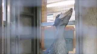 shoebill、ハシビロコウは寝小屋です