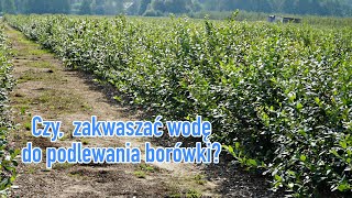 Czy, zakwaszać wodę do podlewania borówki? Ekspert wyjaśnia.