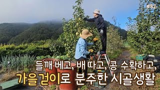 Autumn Harvesting! cutting perilla seeds, pear picking, kidney bean, planting onion, Korean dishes