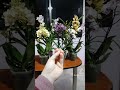 my new orchid collection