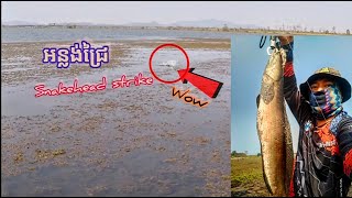 Snakehead fishing at anlong chrey | ត្រីធំៗនៅអន្លង់ជ្រៃចេញខាំច្រើន