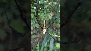 বাঘ মকৰা যদিও নাজানো#SUNDAY SPIDER VLOG