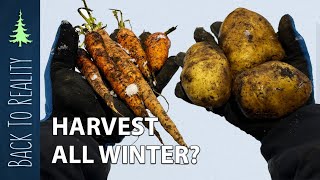 Winter Harvesting Potatoes and Carrots... IN CANADA  (-15C / 5F)