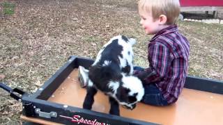 Funny and Cute Baby Goats Compilation 2015 NEW HD | funny baby videos