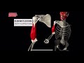 Двуглавая мышца плеча бицепс . 3d anatomy muscle motion