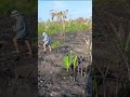 plantando milho roça raiz