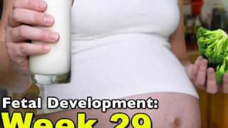 Fetal Development Week 29 (Pregnancy Health Guru)